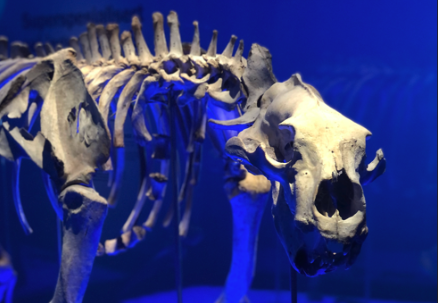 Vinterferie på Arkeologisk museum